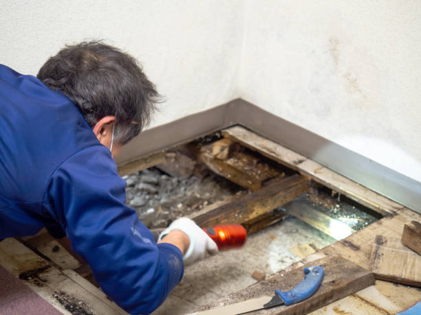 Best Black Mold Removal  in Belmont, WI