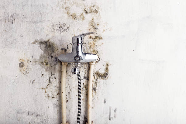 Best Home Mold Removal  in Belmont, WI