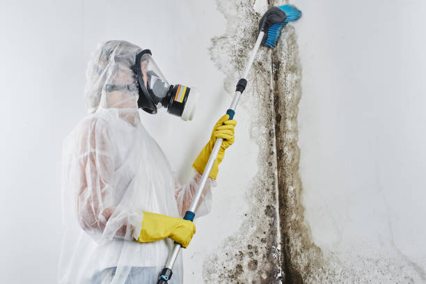 Best Emergency Mold Removal  in Belmont, WI
