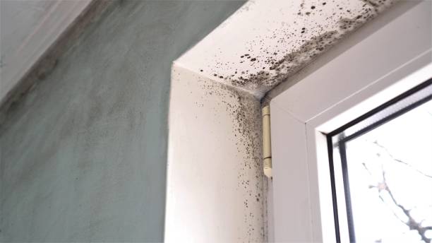 Best Mold Testing  in Belmont, WI
