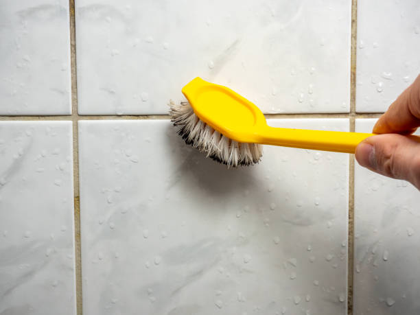 Best Local Mold Removal Service  in Belmont, WI