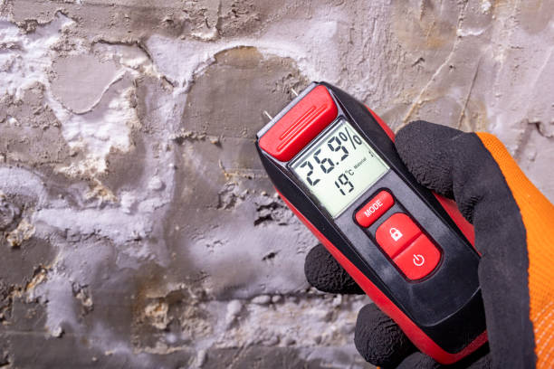 Best Mold Removal Company Near Me  in Belmont, WI