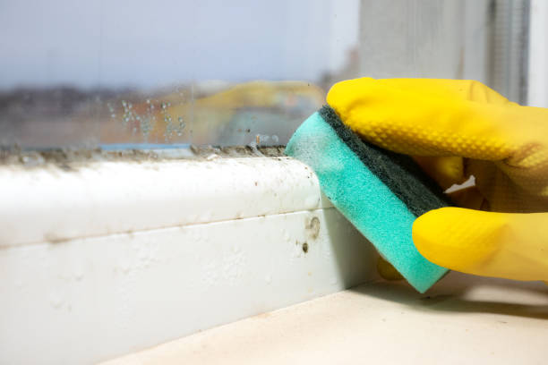 Best Professional Mold Removal  in Belmont, WI