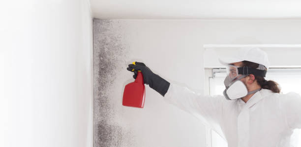 Attic Mold Removal in Belmont, WI