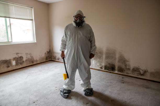 Best Mold Remediation  in Belmont, WI