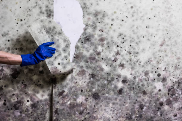 Best Commercial Mold Removal  in Belmont, WI