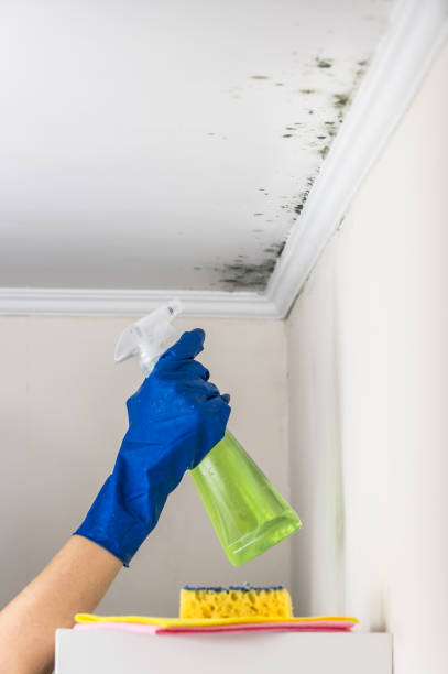 Best Mold Removal and Inspection  in Belmont, WI