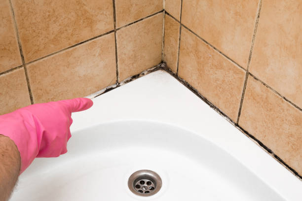 Best Office Mold Removal Services  in Belmont, WI